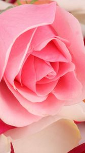 Preview wallpaper rose, flower, petals, tenderness