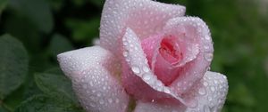 Preview wallpaper rose, flower, petals, drops, dew