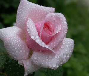 Preview wallpaper rose, flower, petals, drops, dew