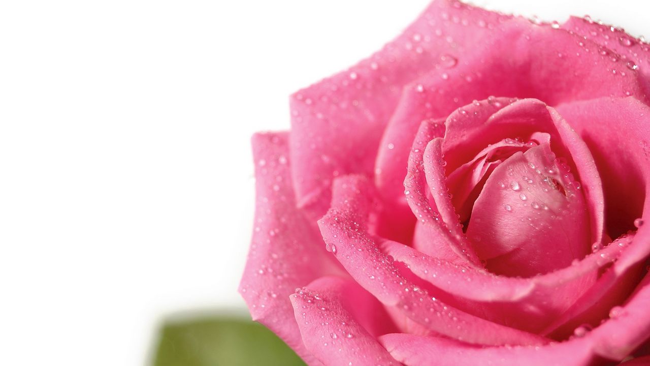 Wallpaper rose, flower, petals, drops, bud, pink