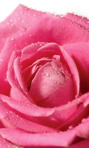 Preview wallpaper rose, flower, petals, drops, bud, pink