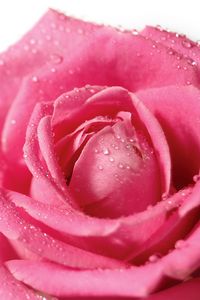 Preview wallpaper rose, flower, petals, drops, bud, pink