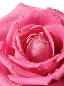 Preview wallpaper rose, flower, petals, drops, bud, pink