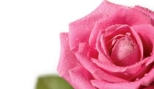 Preview wallpaper rose, flower, petals, drops, bud, pink