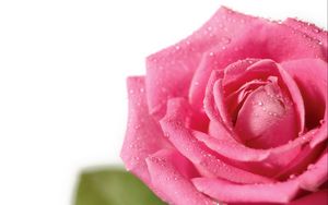 Preview wallpaper rose, flower, petals, drops, bud, pink