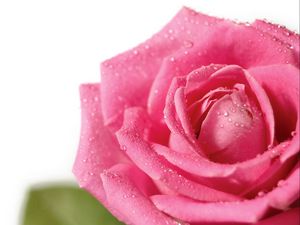 Preview wallpaper rose, flower, petals, drops, bud, pink