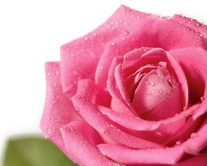 Preview wallpaper rose, flower, petals, drops, bud, pink