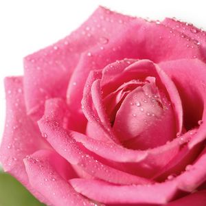 Preview wallpaper rose, flower, petals, drops, bud, pink