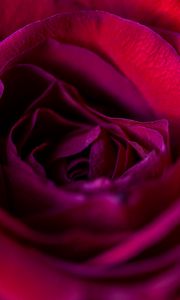Preview wallpaper rose, flower, petals, red, upclose