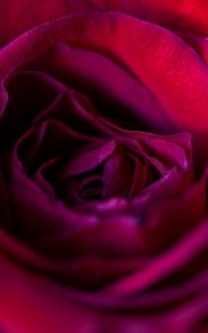 Preview wallpaper rose, flower, petals, red, upclose