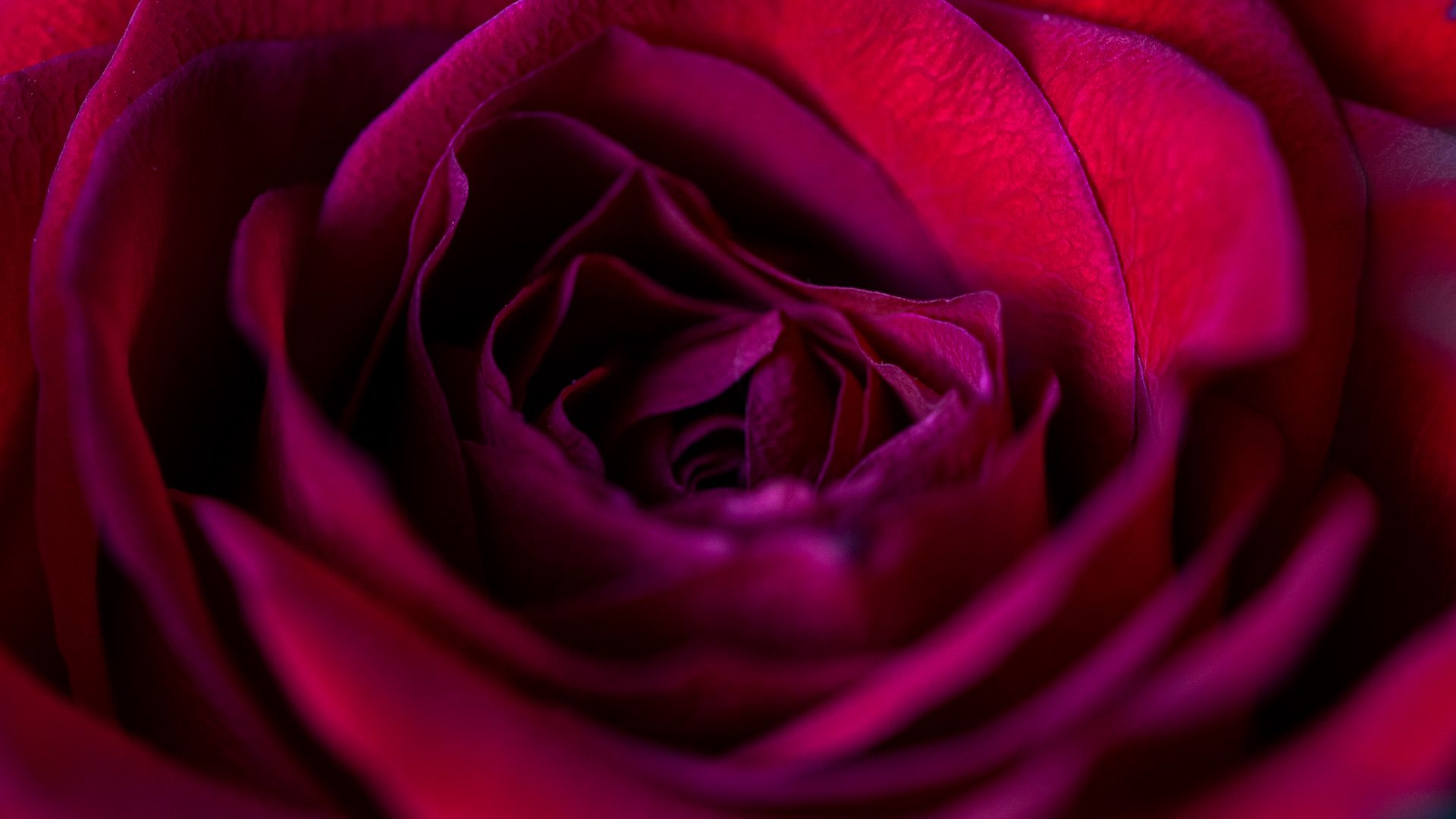 Download wallpaper 1920x1080 rose, flower, petals, red, upclose full hd,  hdtv, fhd, 1080p hd background