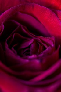 Preview wallpaper rose, flower, petals, red, upclose
