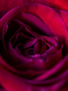 Preview wallpaper rose, flower, petals, red, upclose