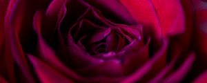 Preview wallpaper rose, flower, petals, red, upclose