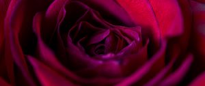 Preview wallpaper rose, flower, petals, red, upclose