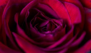Preview wallpaper rose, flower, petals, red, upclose