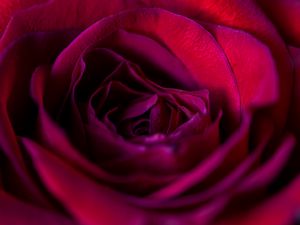 Preview wallpaper rose, flower, petals, red, upclose
