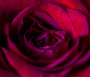 Preview wallpaper rose, flower, petals, red, upclose