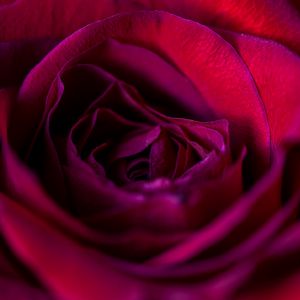 Preview wallpaper rose, flower, petals, red, upclose