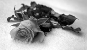 Preview wallpaper rose, flower, petals, drops, black white