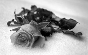 Preview wallpaper rose, flower, petals, drops, black white