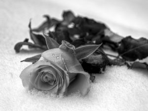 Preview wallpaper rose, flower, petals, drops, black white