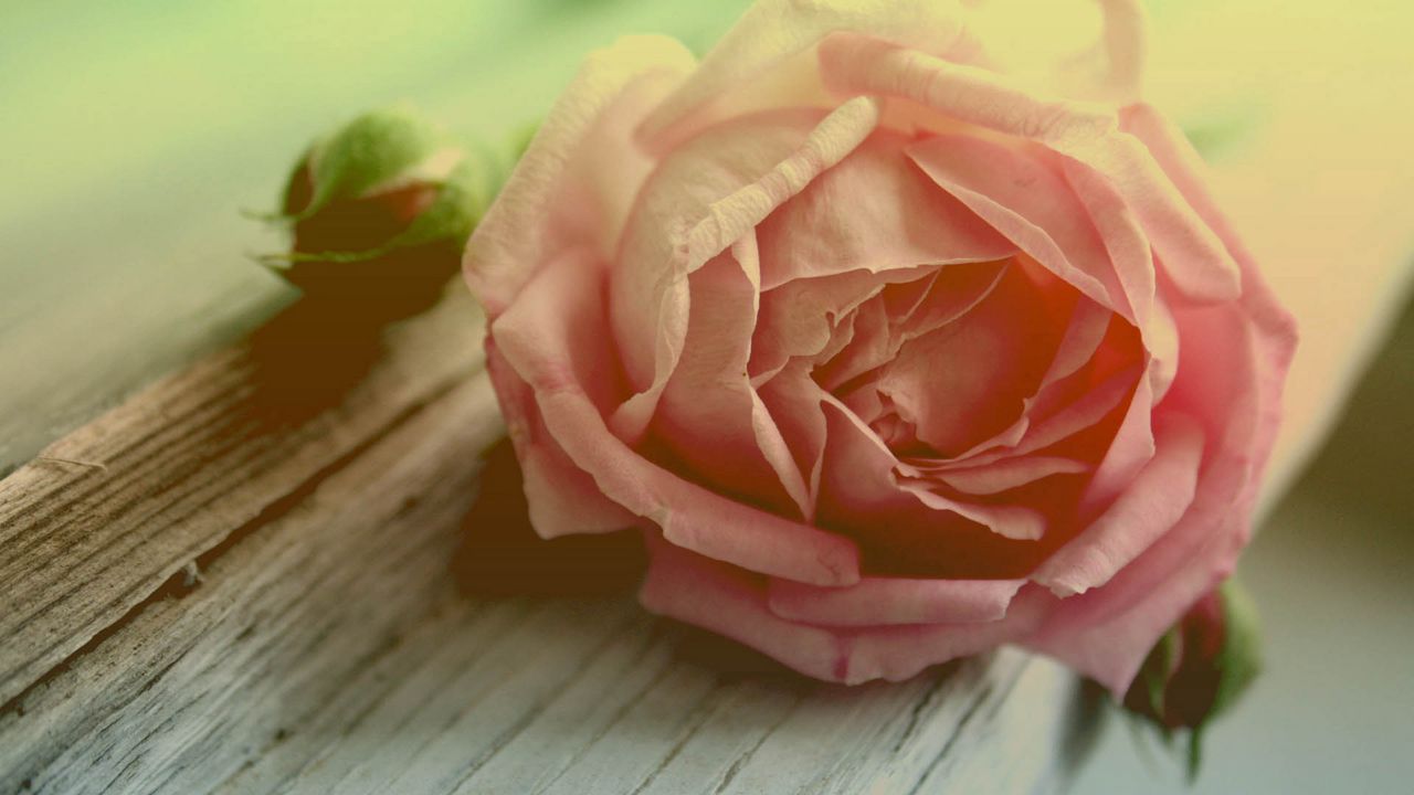 Wallpaper rose, flower, petals