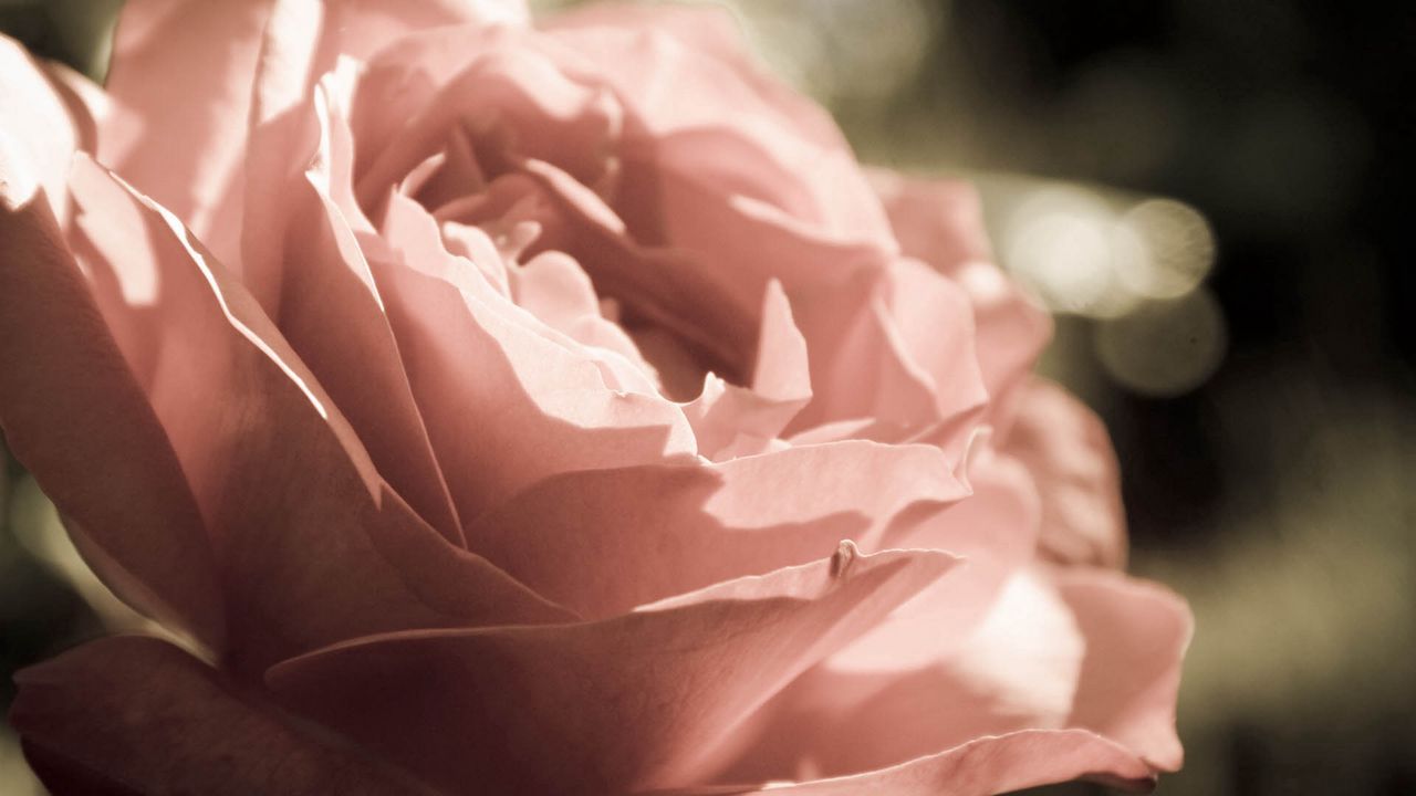 Wallpaper rose, flower, petals