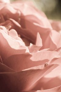 Preview wallpaper rose, flower, petals