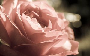 Preview wallpaper rose, flower, petals