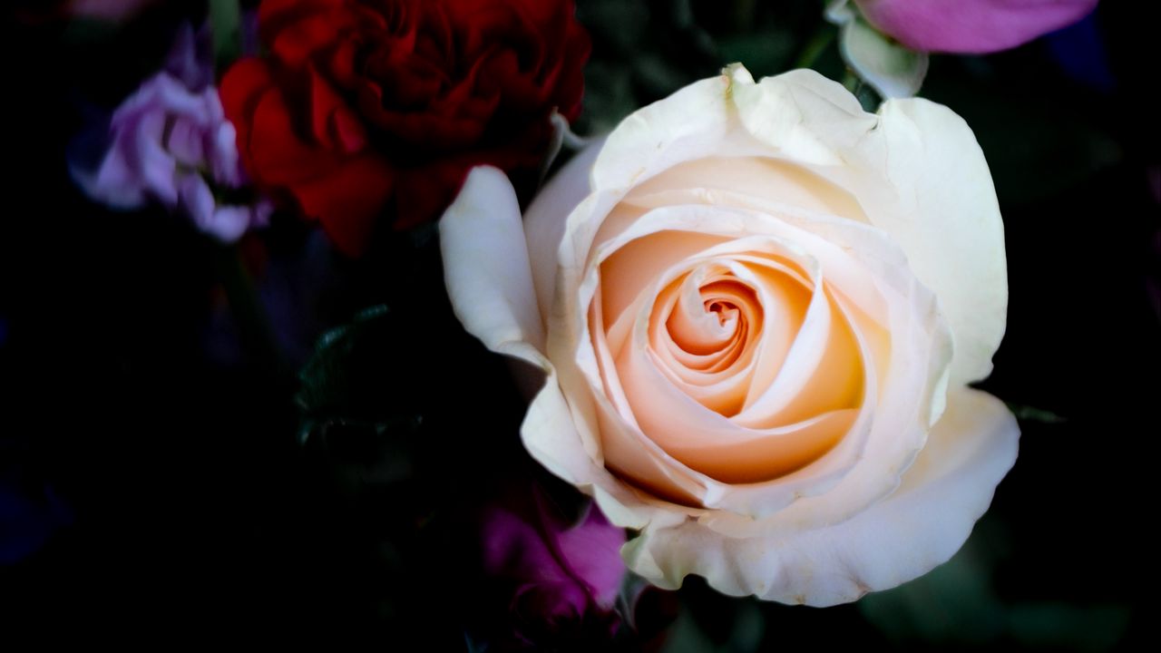 Wallpaper rose, flower, petals, dark background