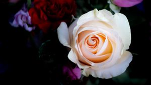 Preview wallpaper rose, flower, petals, dark background