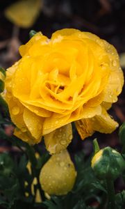 Preview wallpaper rose, flower, petals, drops, yellow, macro