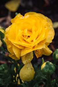 Preview wallpaper rose, flower, petals, drops, yellow, macro