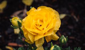 Preview wallpaper rose, flower, petals, drops, yellow, macro