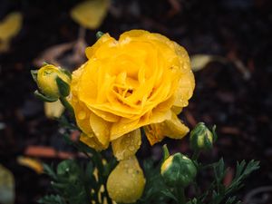 Preview wallpaper rose, flower, petals, drops, yellow, macro