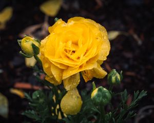 Preview wallpaper rose, flower, petals, drops, yellow, macro