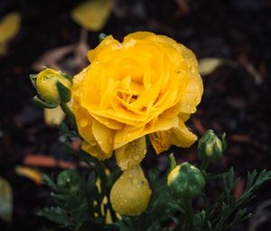 Preview wallpaper rose, flower, petals, drops, yellow, macro