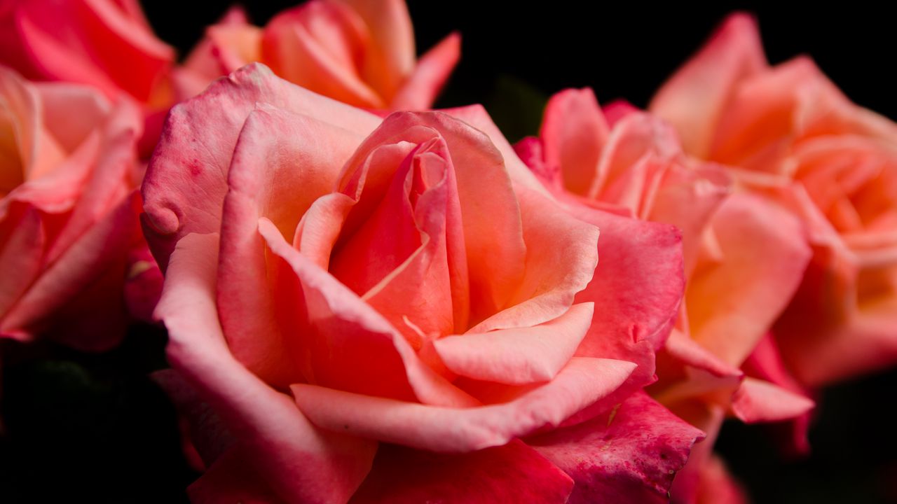 Wallpaper rose, flower, petals, pink, macro, bud