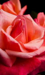 Preview wallpaper rose, flower, petals, pink, macro, bud