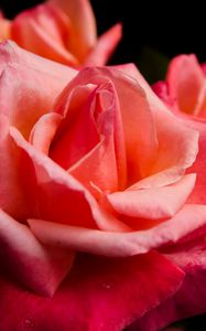 Preview wallpaper rose, flower, petals, pink, macro, bud