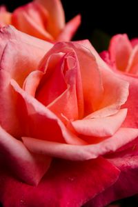 Preview wallpaper rose, flower, petals, pink, macro, bud