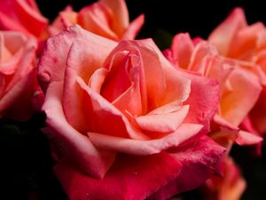 Preview wallpaper rose, flower, petals, pink, macro, bud