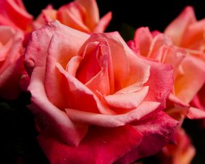 Preview wallpaper rose, flower, petals, pink, macro, bud