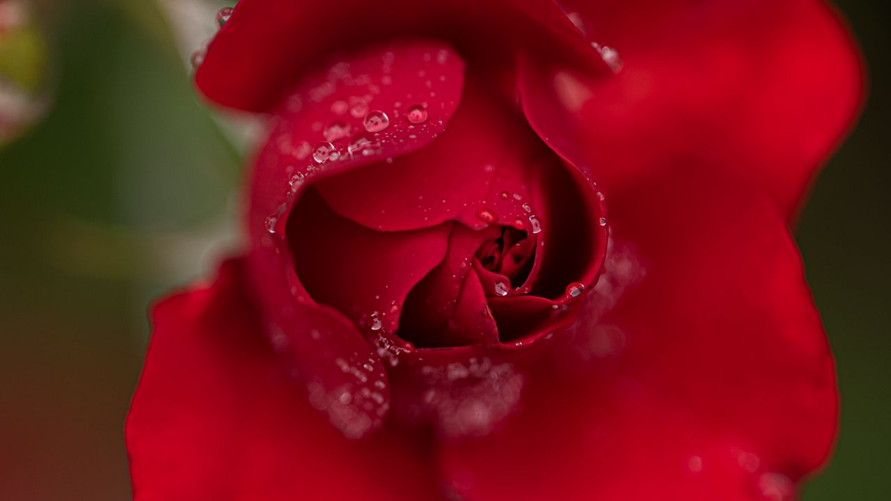 Wallpaper rose, flower, petals, red, drops, macro, blur