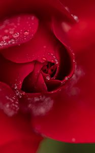 Preview wallpaper rose, flower, petals, red, drops, macro, blur