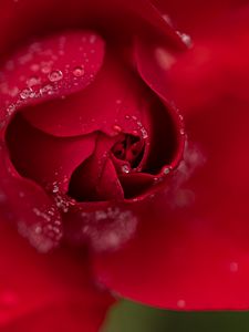 Preview wallpaper rose, flower, petals, red, drops, macro, blur