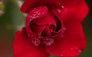 Preview wallpaper rose, flower, petals, red, drops, macro, blur