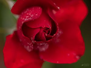 Preview wallpaper rose, flower, petals, red, drops, macro, blur