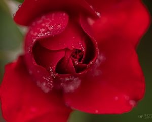 Preview wallpaper rose, flower, petals, red, drops, macro, blur